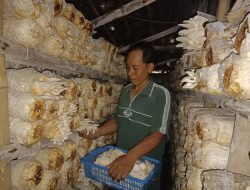 Budidaya Jamur Tiram, Peluang Usaha Menjanjikan di Rumah