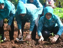 Tekan Inflasi dengan Gerakan Tanam Cabai