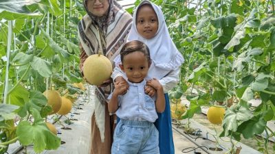 Wisata Petik Melon di Green House Melonesia Farm Jepara, Gratis Masuk dan Bisa Foto-foto