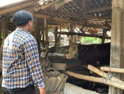 43 Warga DIY Terindikasi Antraks