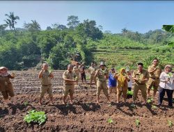 Petani Desa Menawan Wiwit Tandur Tanam 26 Ribu Tembakau