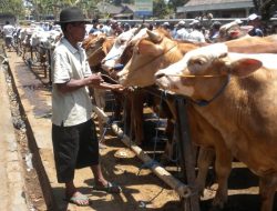 Biaya Pakan dan Transportasi Naik, Harga Sapi Kurban Ikut Melonjak