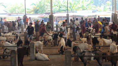 Jelang Idul Adha, Harga Sapi di Jepara Naik hingga Rp 2 Juta