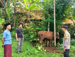 Kaget! Warga Desa Rembang Purbalingga Dapat Kiriman Sapi Kurban Dari Kapolri 