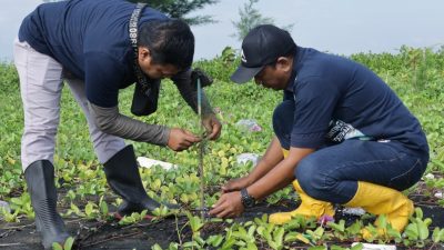 2.100 Bibit Mangrove dan Cemara Ditanam di Pantai Mangunharjo Semarang, Rayakan Hari Lingkungan Hidup!