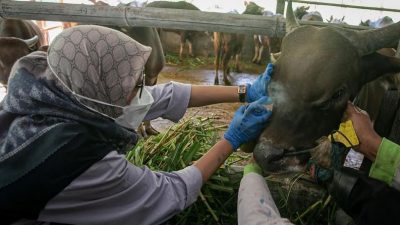 Disnakkeswan Jateng Minta Ternak Sakit Dikarantina Jelang Iduladha