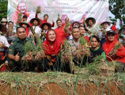 Panen 400 Kg Bawang Merah di Semarang, Hevearita: Kota Semarang Bisa Daulat Pangan