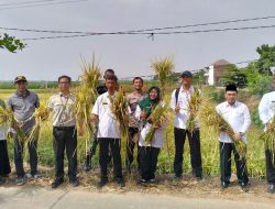 Uji Coba Masa Tanam 3 Diharapkan Panen Maksimal