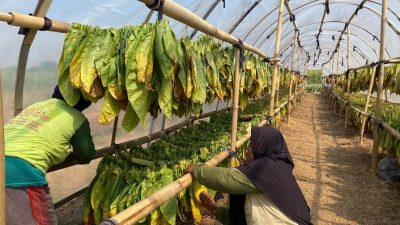 Inovasi Tembakau Kambangan Desa Dersalam Terus Berkembang