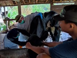 7 Ekor Sapi di Semarang Positif Terkena Penyakit SE