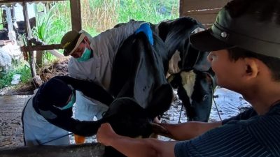 7 Ekor Sapi di Semarang Positif Terkena Penyakit SE