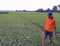 Sungai Silugonggo Mengering, Petani Kesulitan Mengairi Sawahnya