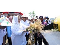Optimalisasi Lahan Mangunharjo dengan Padi Biosalin
