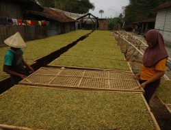 Dispertan Manfaatkan DBHCHT untuk Peningkatan Produksi Tembakau di Pati