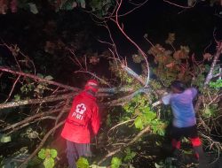 BPBD Pemalang Beraksi Cepat Evakuasi Pohon Tumbang di Semingkir