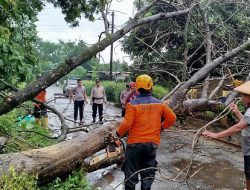 Warga Bangsri Jepara Meninggal akibat Tertimpa Pohon
