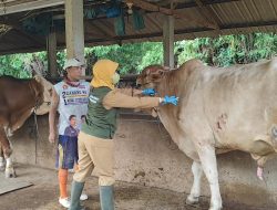 Pemkab Rembang Mulai Gencarkan Vaksinasi Sapi