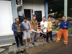 Damkar Jepara Evakuasi Ular Piton 4 Meter