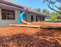 Kopi Merah Berkualitas Tinggi dari Tradisi Keluarga di Lereng Muria