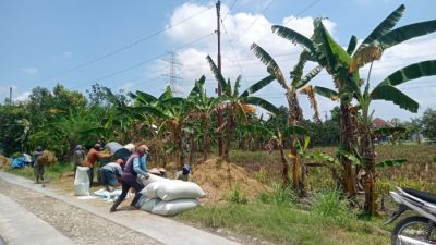Ketahanan Pangan Ala Pemerintah dan Kesulitan Menjadi Petani