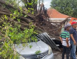 Pohon Tumbang Timpa Mobil di Pleburan