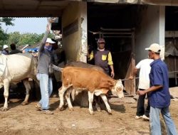 Pedagang Ternak Bernafas Lega! Pasar Hewan di Rembang Resmi Dibuka Lagi