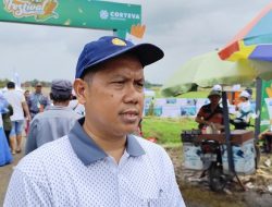 Jadi Unggulan, Produksi Jagung di Kendal Tiap Tahun Meningkat