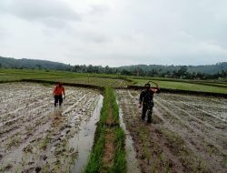 Dispertan Pemalang Imbau Penggilingan Padi Beli Gabah Panen Rp 6.500