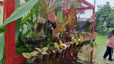 SD 4 Terban Kembangkan Kebun Sekolah, Ajarkan Siswa Bercocok Tanam Sejak Dini