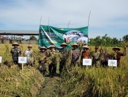 Panen Melimpah, Gabah Kendal Malah “Kabur” ke Luar Daerah! Ini Penyebabnya
