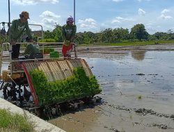 Jepara Dikebut Jadi Lumbung Padi: Target 48 Ribu Hektare Tanaman Padi di 2025
