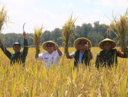 Produktivitas Padi Pemalang Peringkat ke 7 se-Jateng 