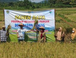 Desa Kebon Gunung Panen Raya Dukung Program Ketahanan Pangan Presiden Prabowo