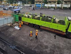 Tak Sembarangan Masuk! Begini Prosedur Ketat Ribuan Sapi Australia di Jateng