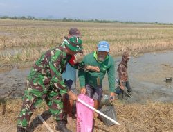 Ratusan Tikus Dibasmi di Sawah Pemalang, Petani dan TNI Gelar Gropyokan Masal