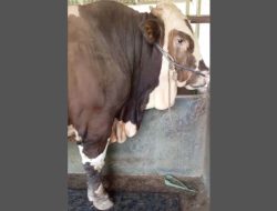 Bukan Sapi Sembarangan! Ini Sapi Kurban Presiden Prabowo dari Jepara yang Beratnya Bikin Kaget