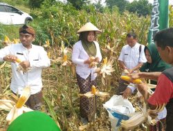 ‎‎‎Desa Terban Kembangkan Perkebunan dan Wisata
