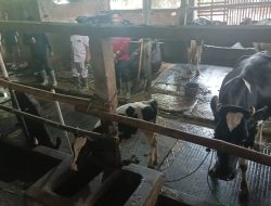 Jelang Idul Adha, Dispertan Pati Gencarkan Vaksinasi dan Pemantauan Ternak