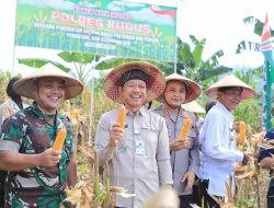 Panen Raya, Sam’ani Optimistis Kudus Swasembada Jagung