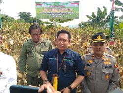 ‎Wujudkan Swasembada Pangan melalui Panen Raya Jagung