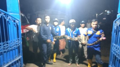 Heboh! Ular 3,5 Meter Bersarang di Atap Sekolah Dasar, Damkar Pemalang Turun Tangan