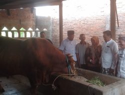 Kisah ‘Joyo Selamet’: Sapi Kurban Prabowo di Kudus yang Selamat dari PMK