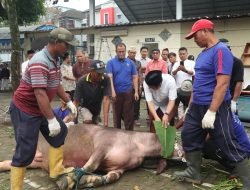 ‎UMK Kurban Tanpa Sapi, Tegaskan Nilai Toleransi dan Warisan Sunan Kudus