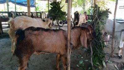 Penjualan Hewan Kurban di Banyumanik Naik 30 Persen, Harga Tetap Stabil