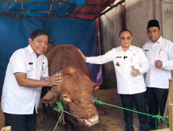 Desa Terisolir Wateshaji Dapat Hadiah Sapi Limosin dari Presiden Prabowo