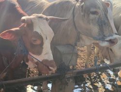 Jelang Idul Adha, Pemkab Rembang Pastikan Ternak di Pasar Hewan Pamotan Aman dan Sehat
