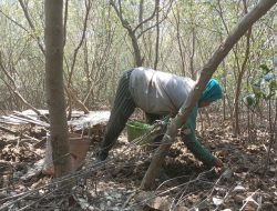 Praktisi Lingkungan Sebut Banyak Lahan Mangrove Jadi Tambak