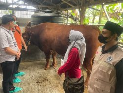 Sapi Kurban Presiden Prabowo Hampir 1 Ton, Siap Disembelih di Pemalang