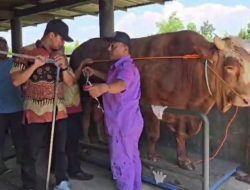 Wow, Sapi Joni dari Tanjungmojo Dipilih Presiden Prabowo untuk Korban di Masjid Agung Kaliwungu