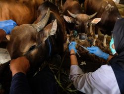 Hewan Kurban di Jateng Dipastikan Bebas Penyakit